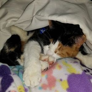 Meet your Posher, Shelley